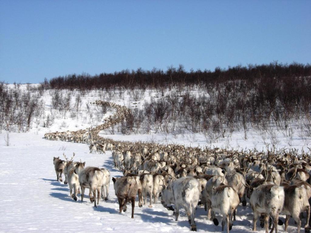 Engholm Husky Design Lodge Karasjok Dış mekan fotoğraf